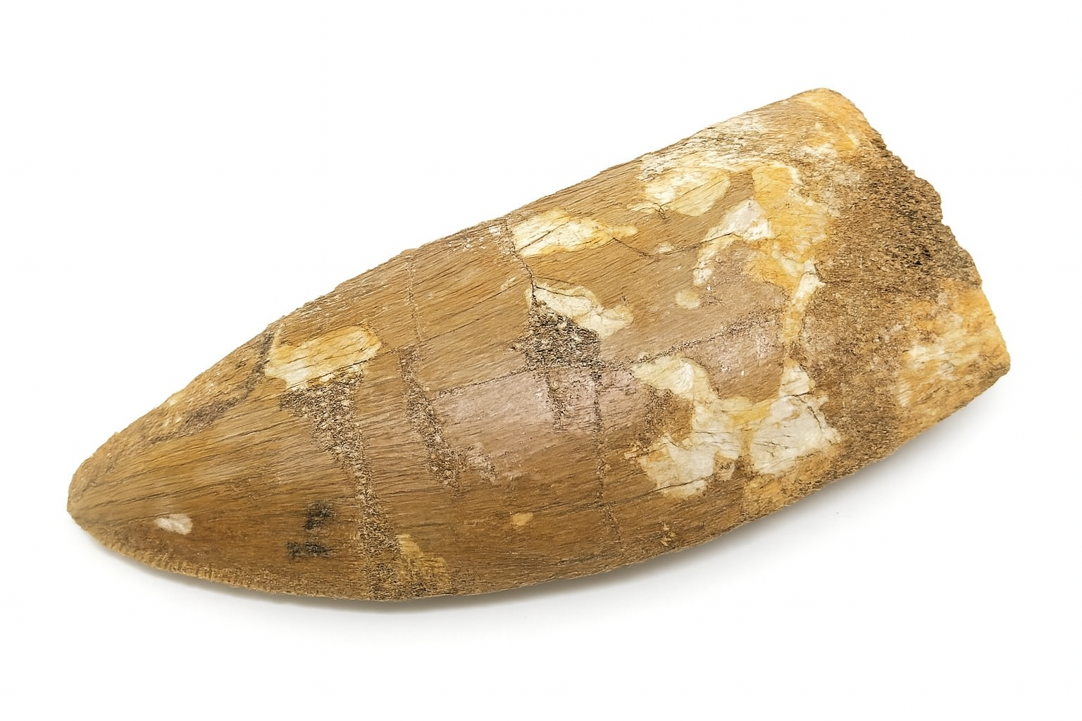 Carcharadontosaurus Tooth.