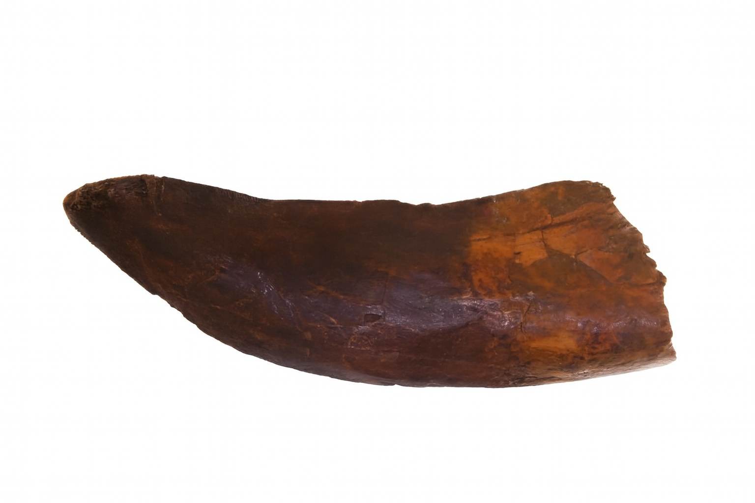 Carcharadontosaurus Tooth.