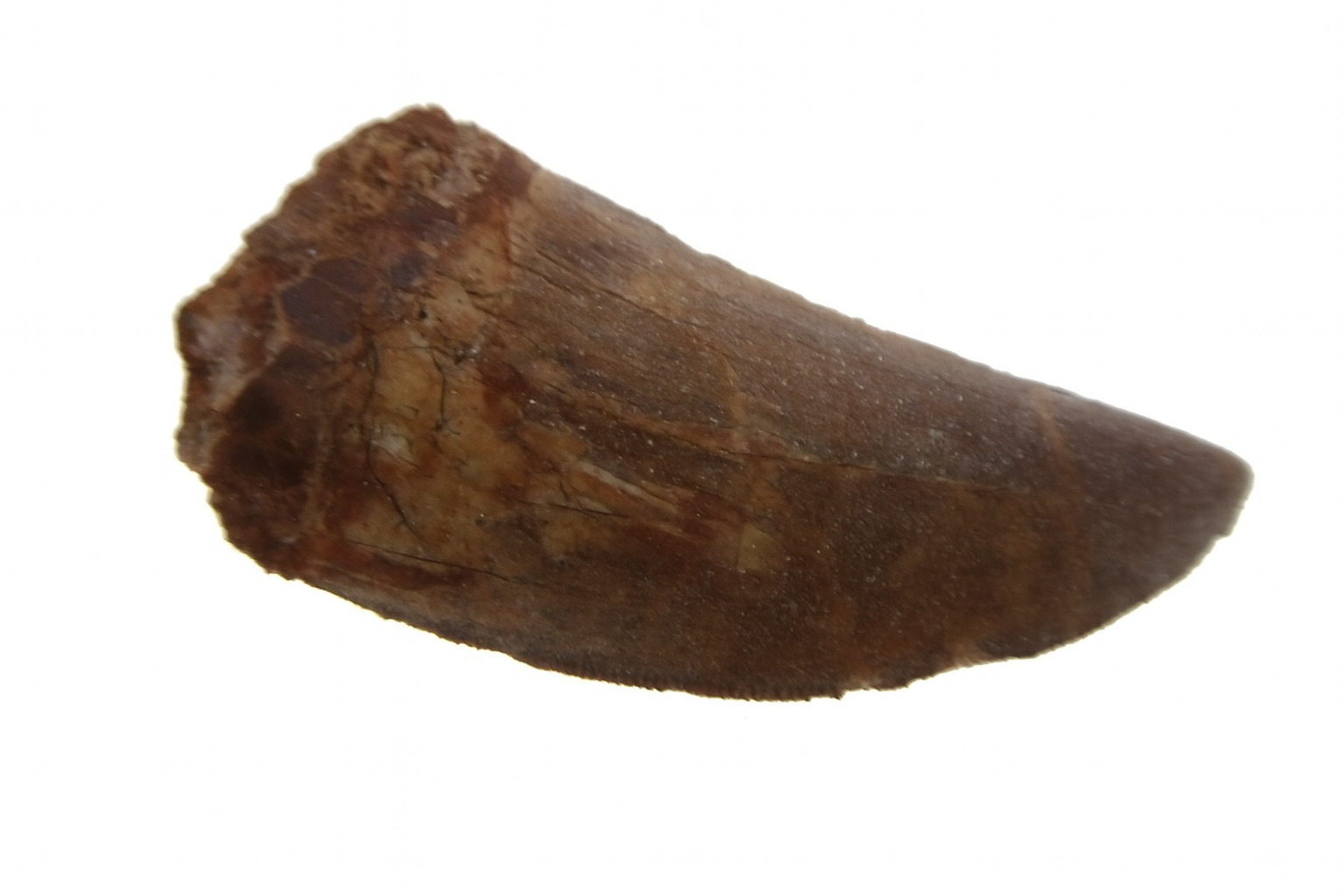 Carcharadontosaurus Tooth.