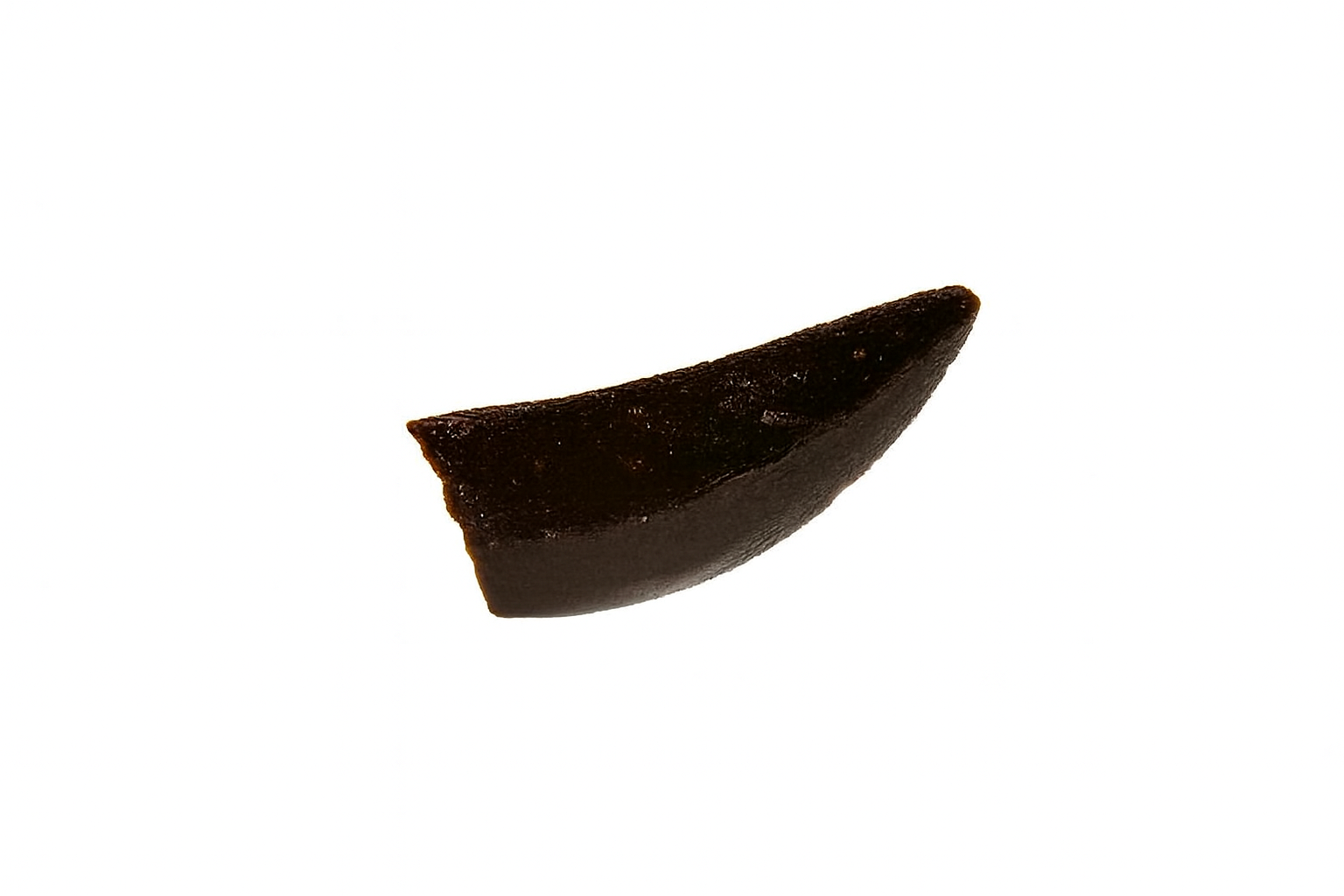 Raptor Tooth