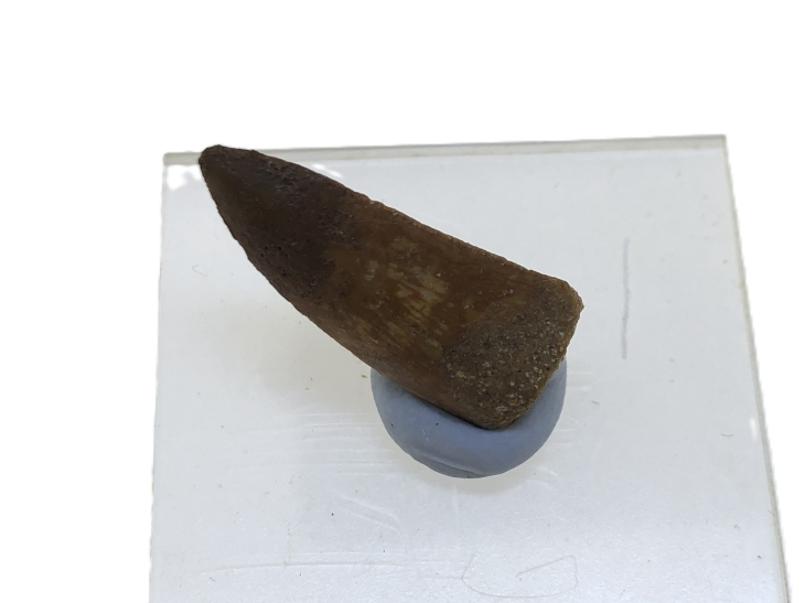 Deltadromeus agilis Tooth.