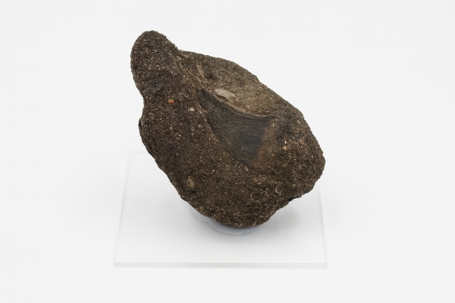 Mosasaurus Tooth.