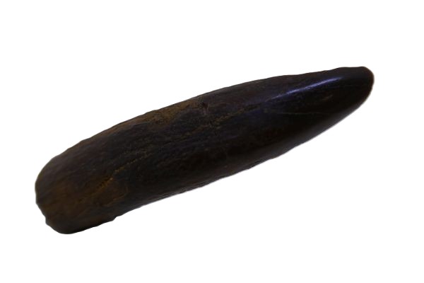 Rebbachisaurus garasbae Tooth.