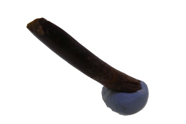 Rebbachisaurus garasbae Tooth.