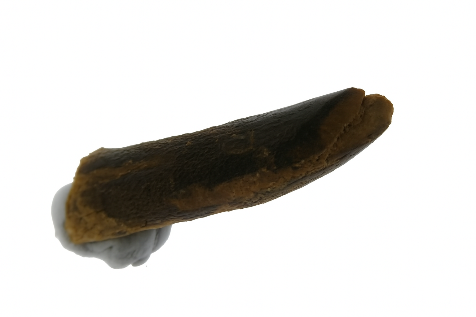 Rebbachisaurus garasbae Tooth.