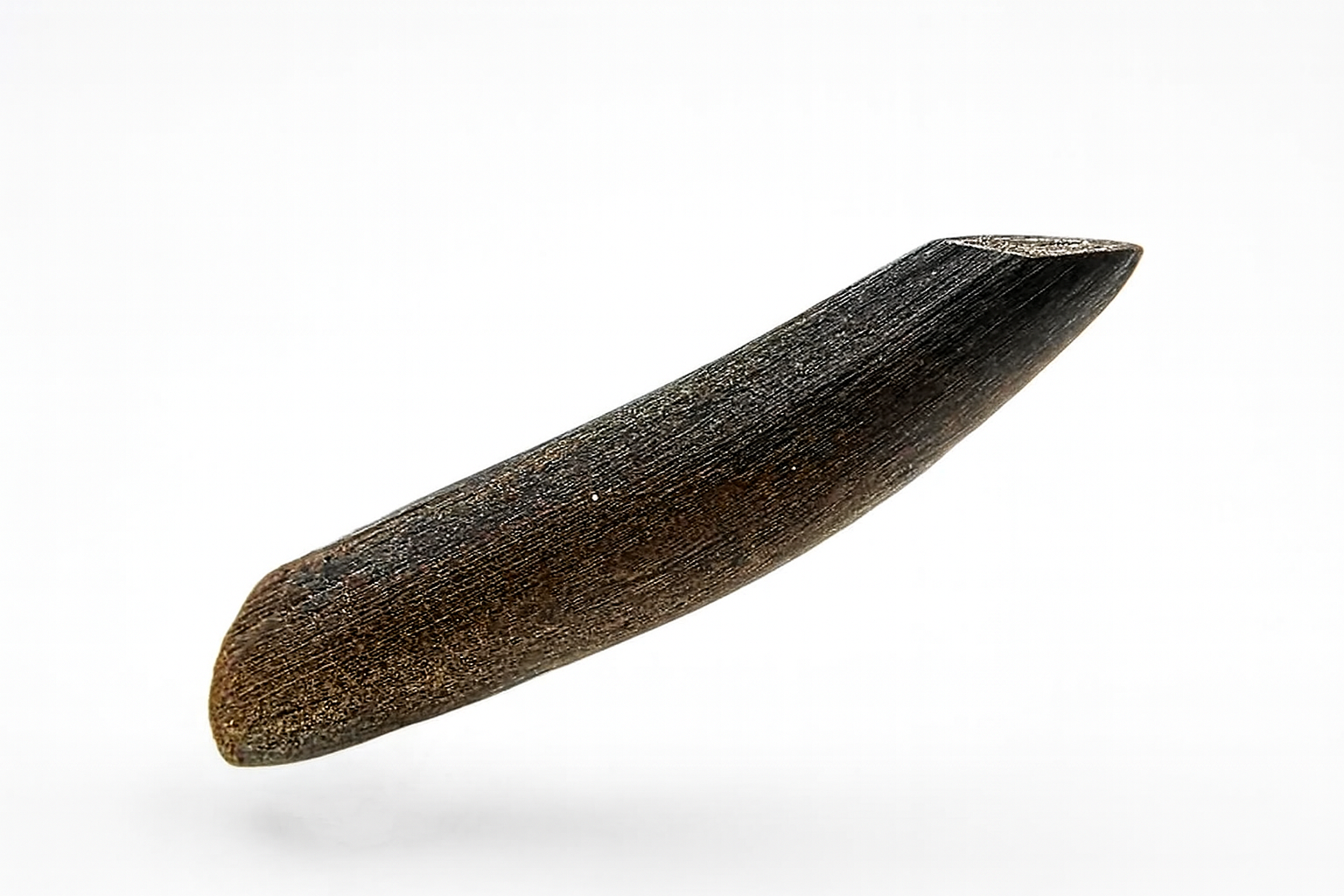 Sauropod Tooth