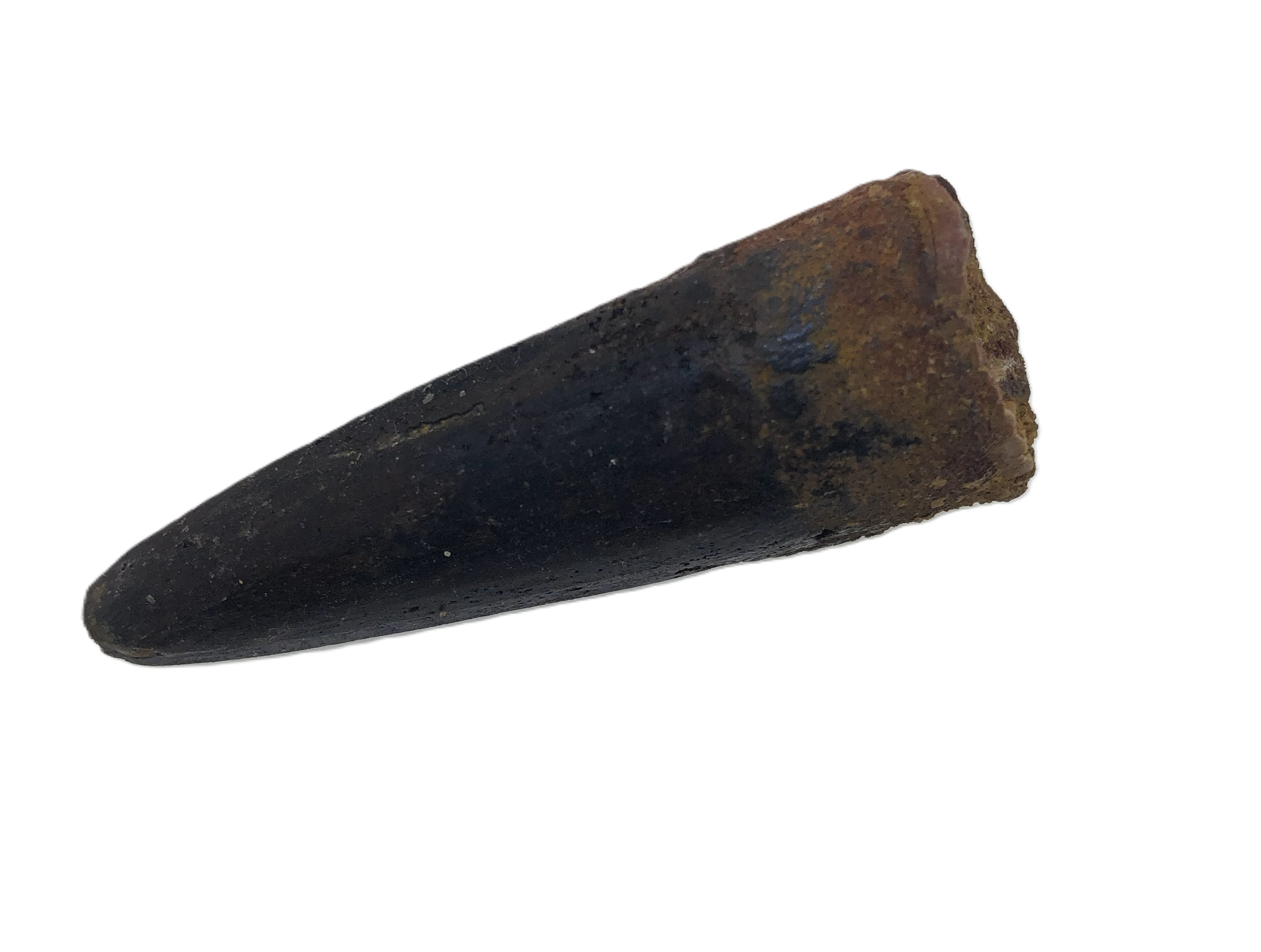 Spinosaur Tooth