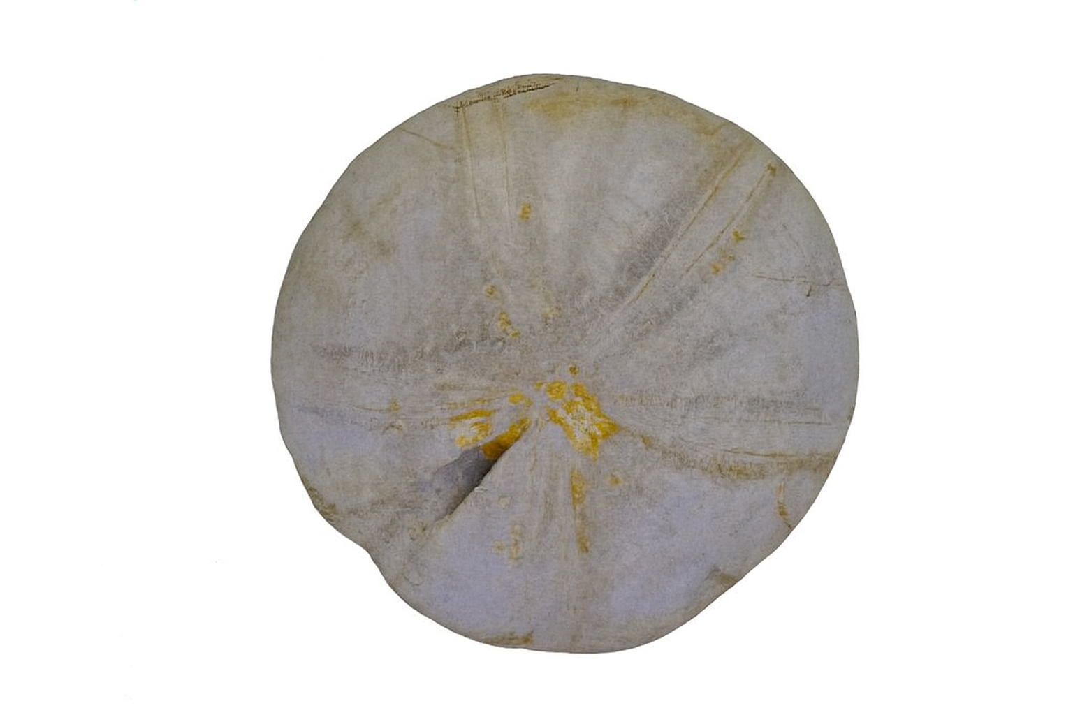 Clypeus plotti.