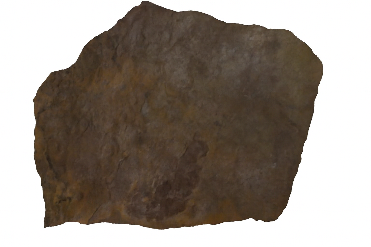 Cyclomedusa.