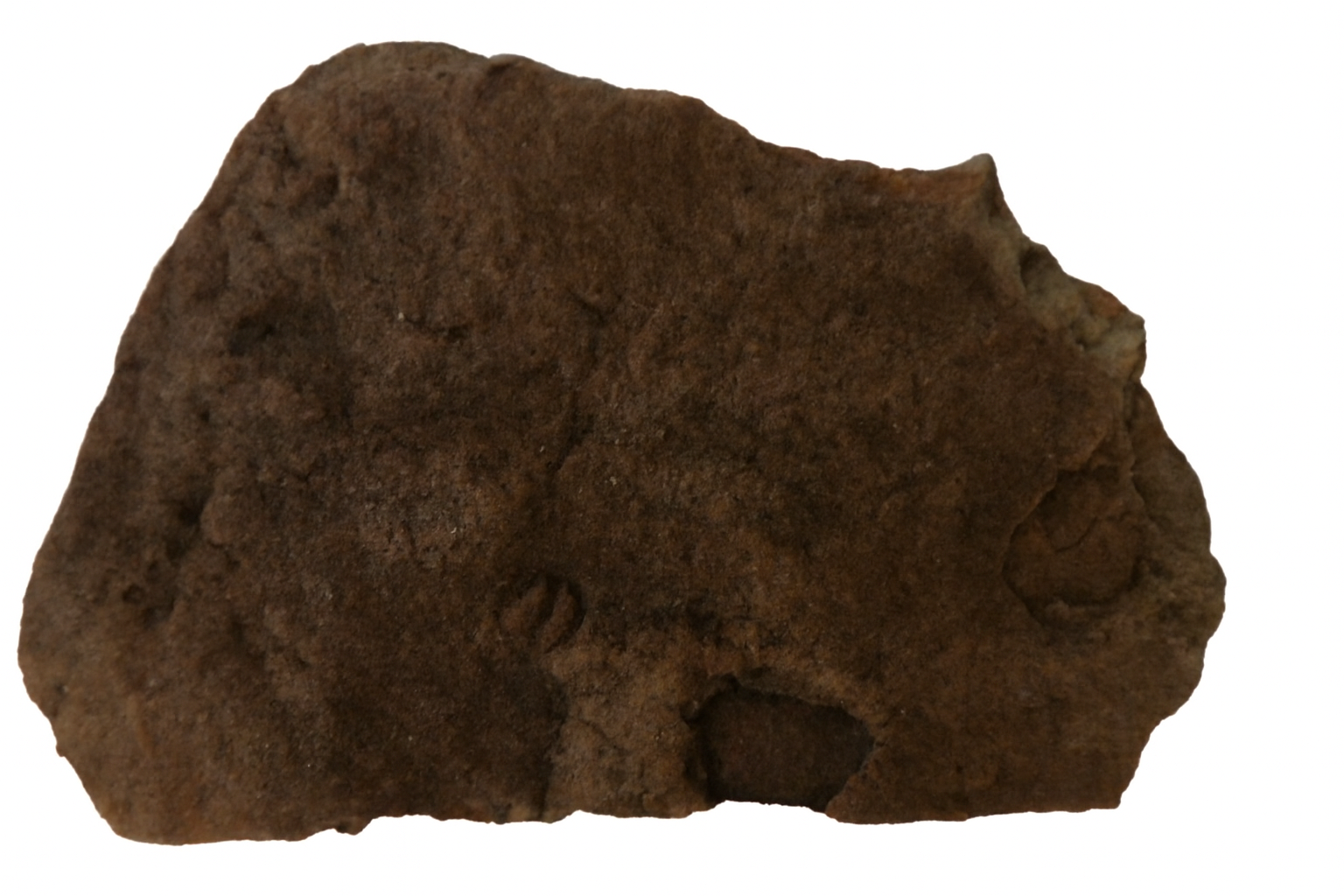 Parvancorina.
