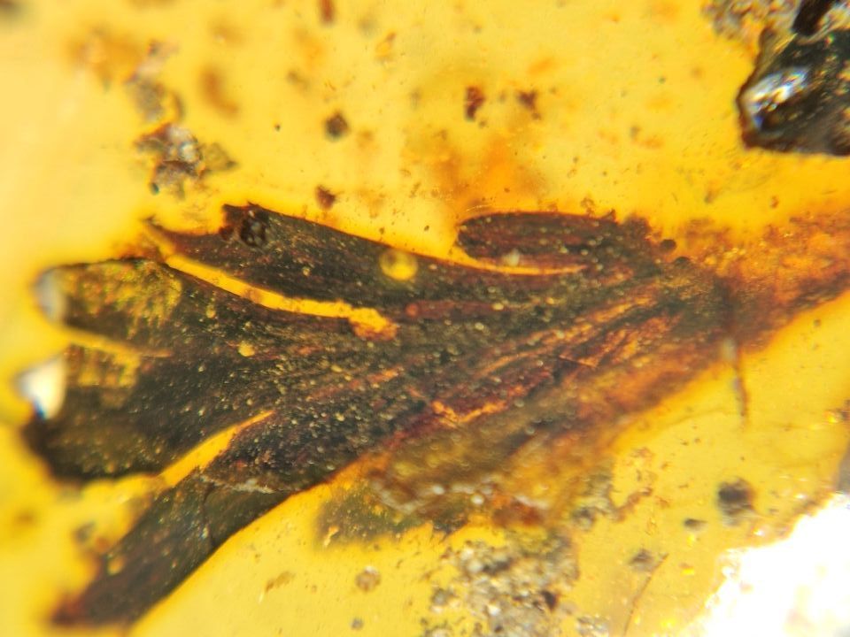 Amber.