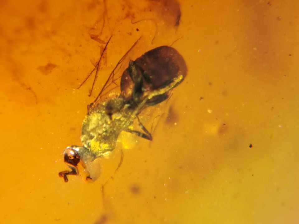 Amber.