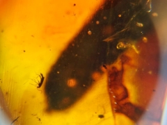 Amber.