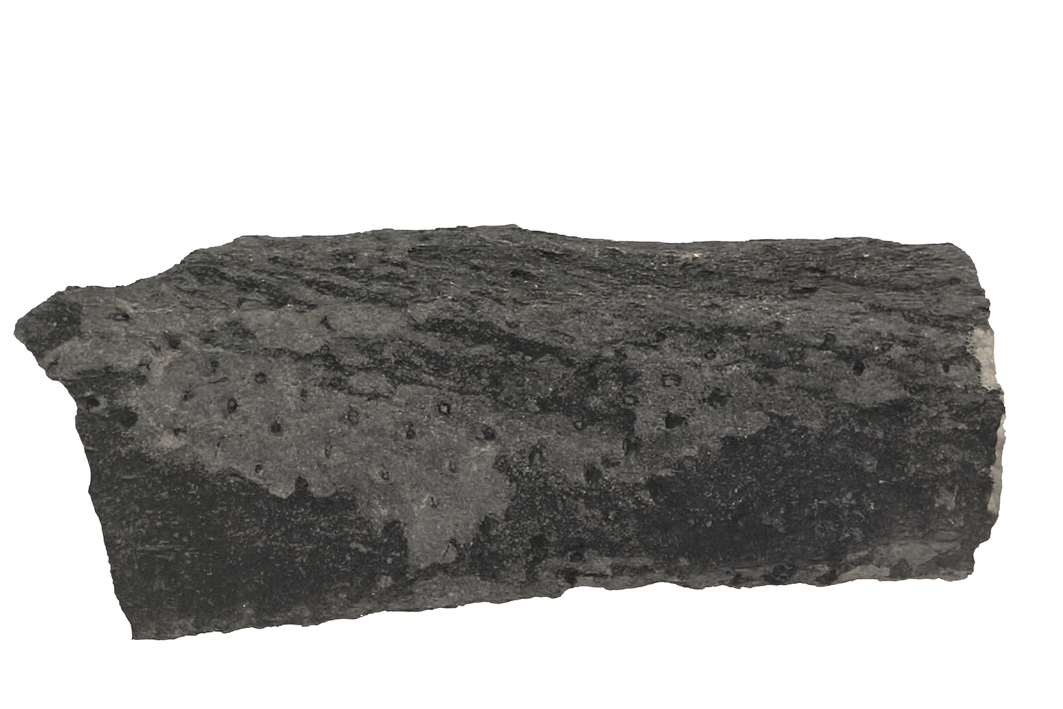 Lycopod Root