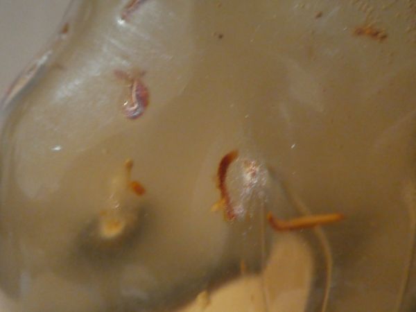 Amber with Termite Inclusions.