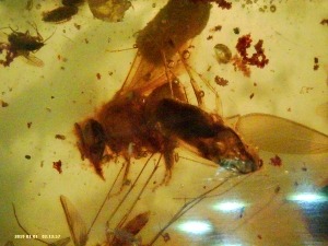Amber with caterpillar and multiple insects inclusion.