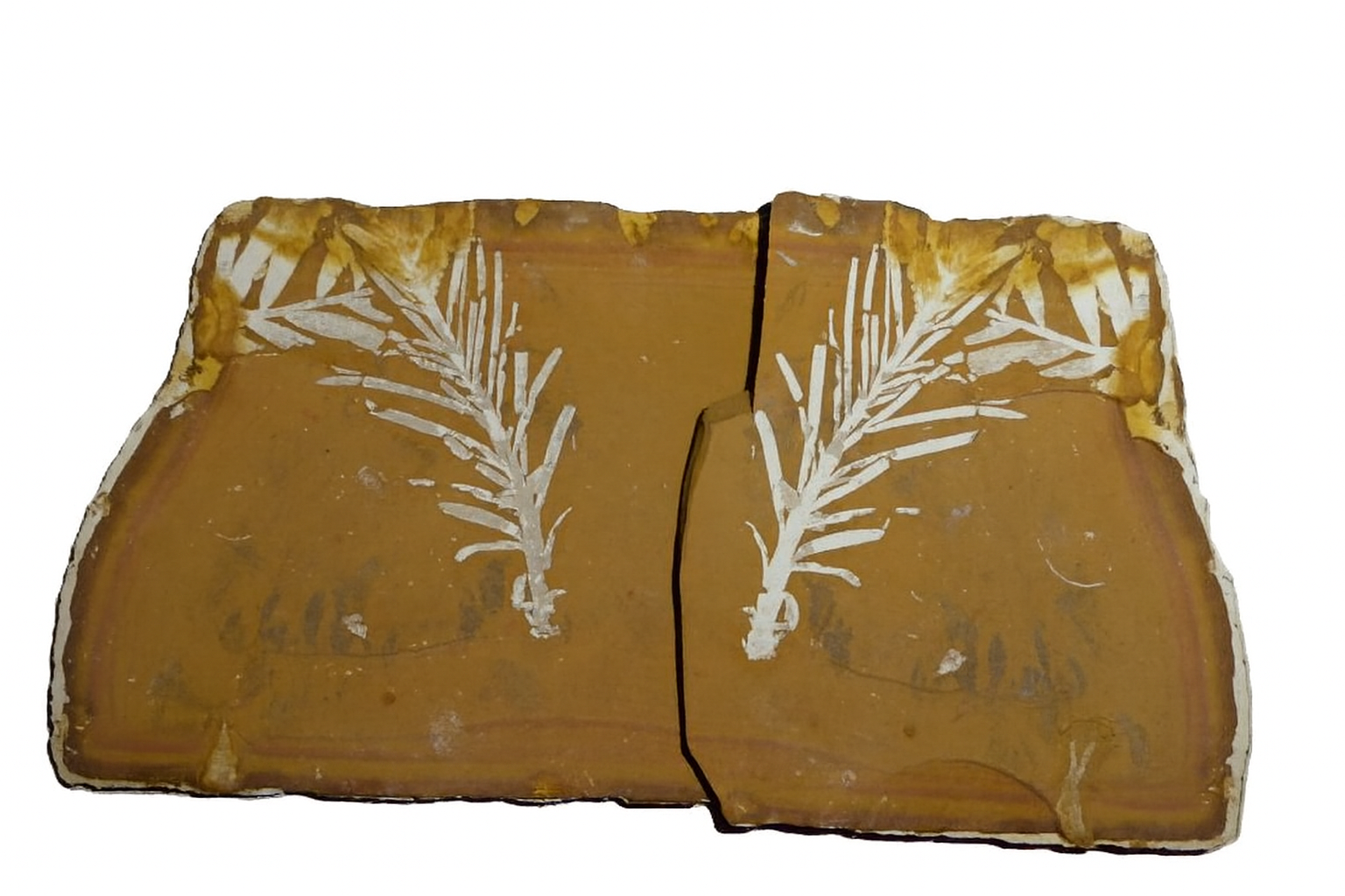 Leaves and Ferns etc.