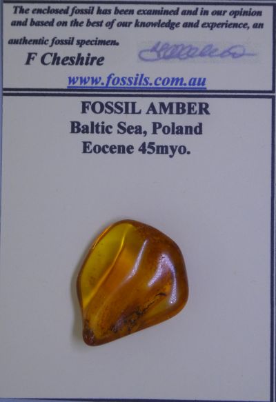 Baltic Amber