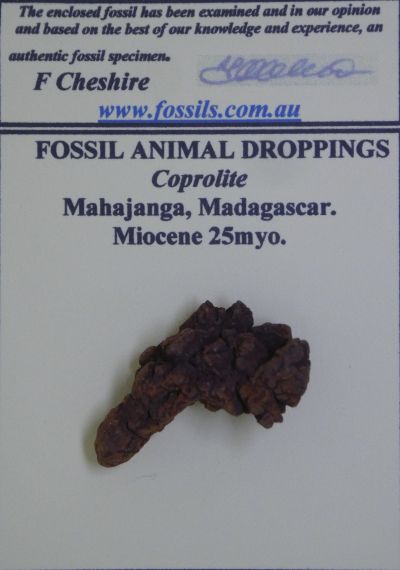 Coprolite.