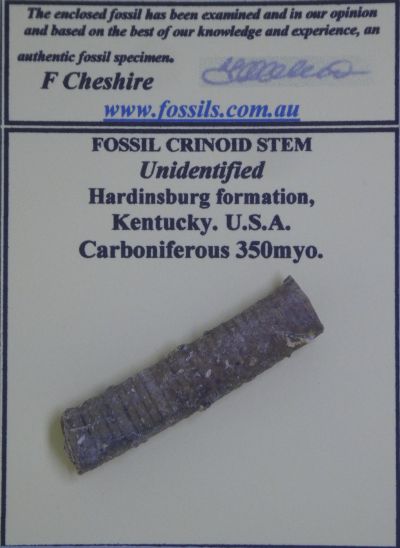 Crinoid stem