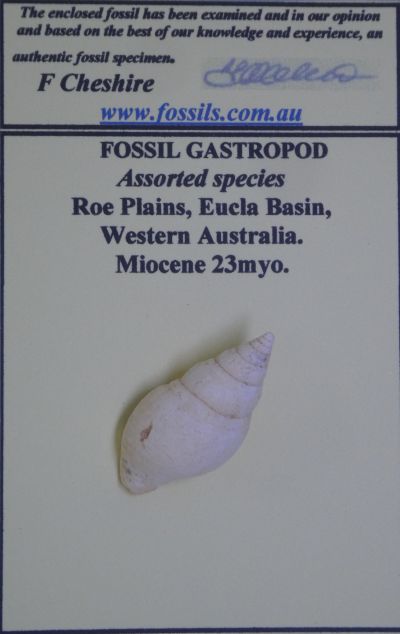 Gastropod.