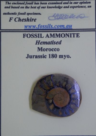 Hematised Ammonite.