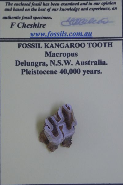 Kangaroo tooth.