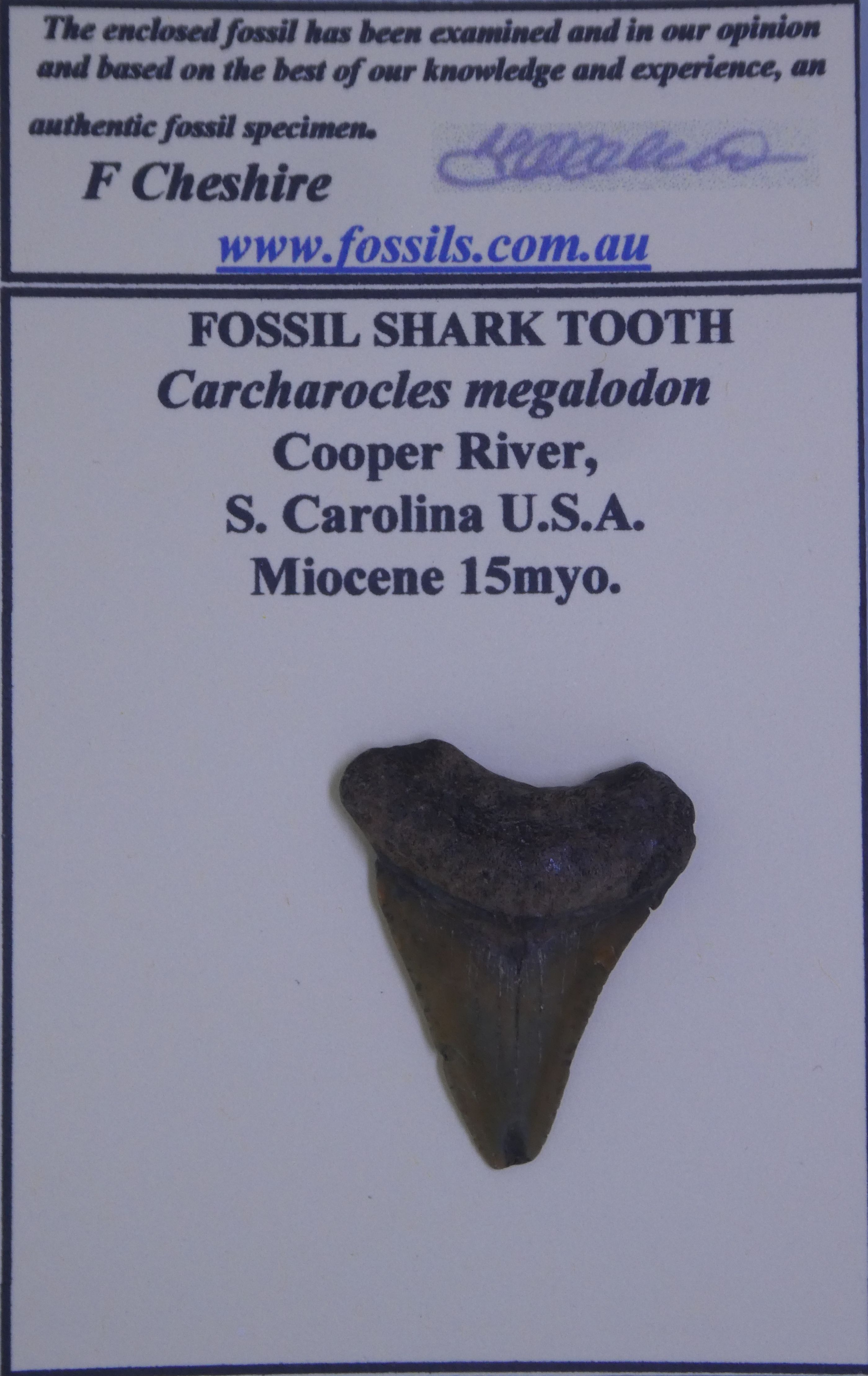 For the Beginner Collector