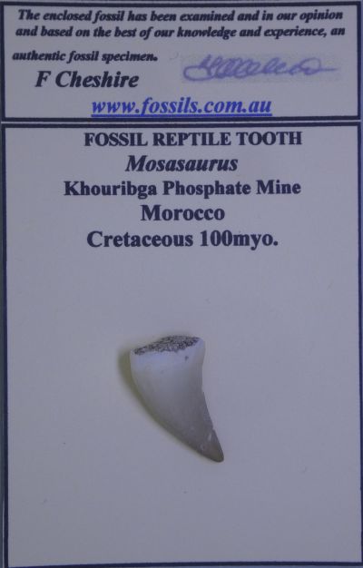 Mosasaur tooth.