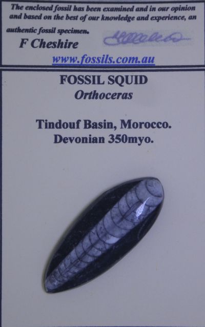 For the Beginner Collector