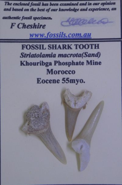 Striatolamia macrota.