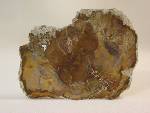 Petrified Wood