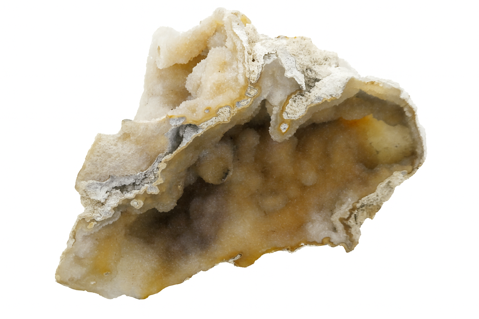 Agatised Coral.