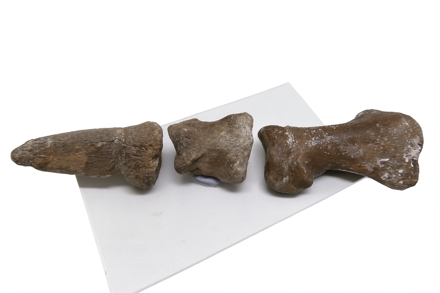 Kangaroo Toe Bones
