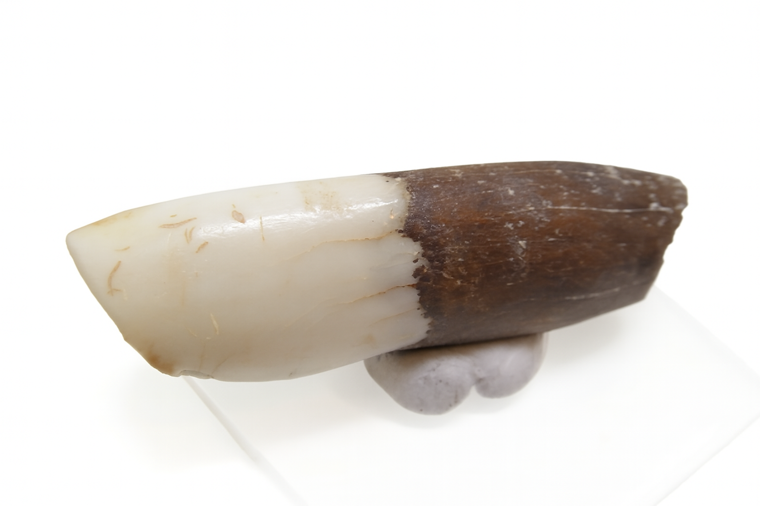Protemnodon Teeth