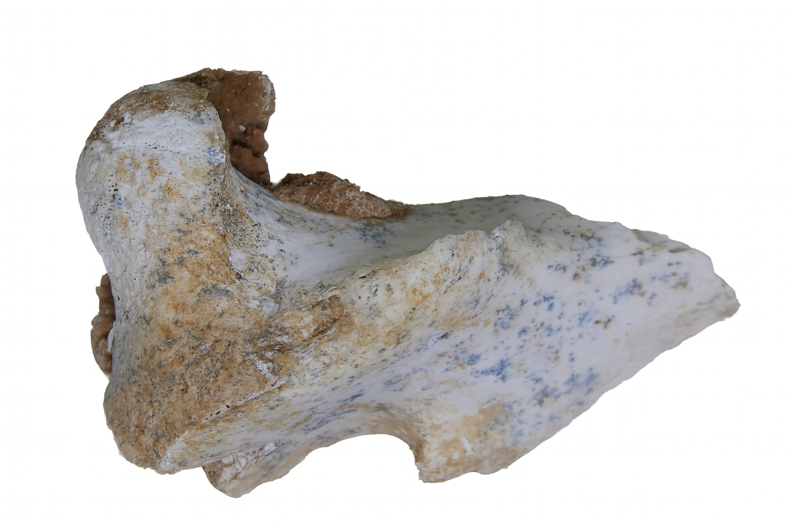 Bone.