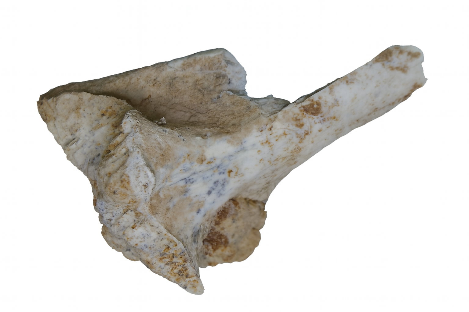 Bone.