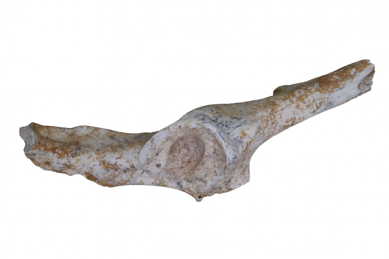 Bone.