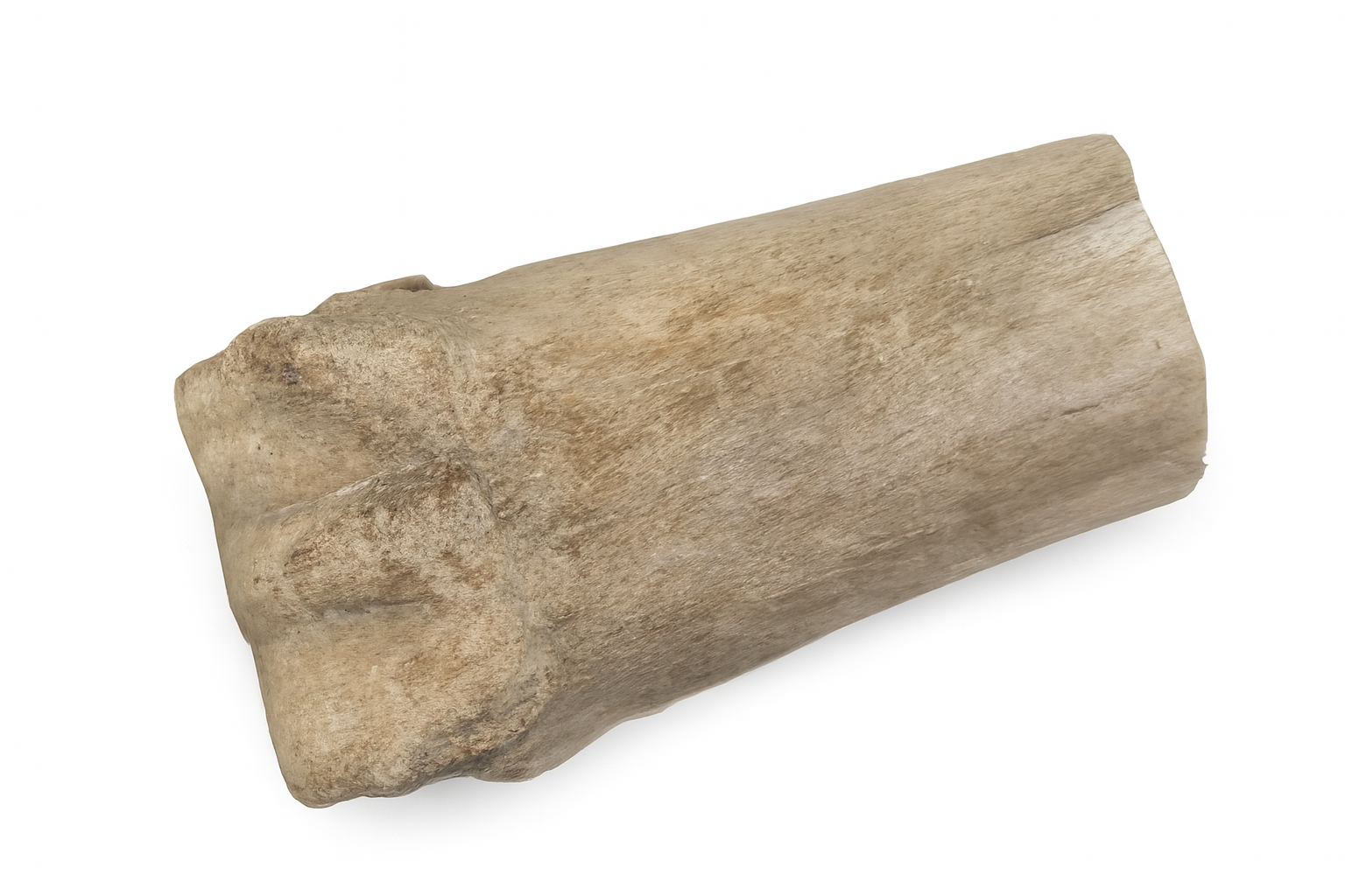 Kangaroo Bone.
