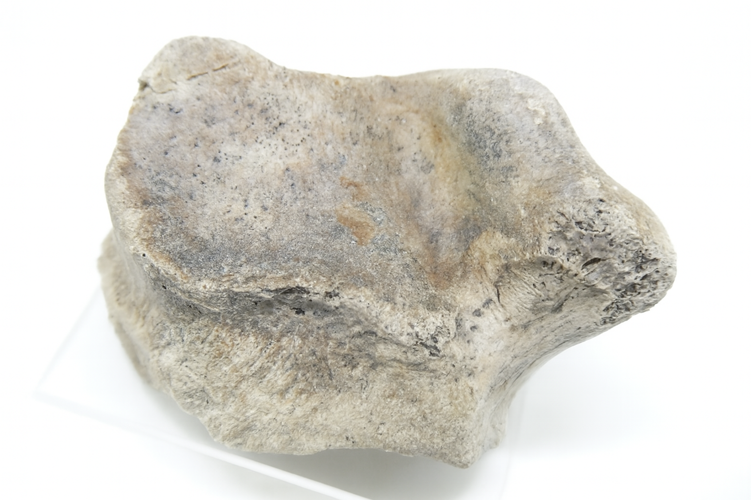Kangaroo Bone.