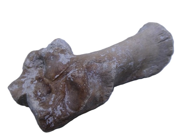 Kangaroo Bone.