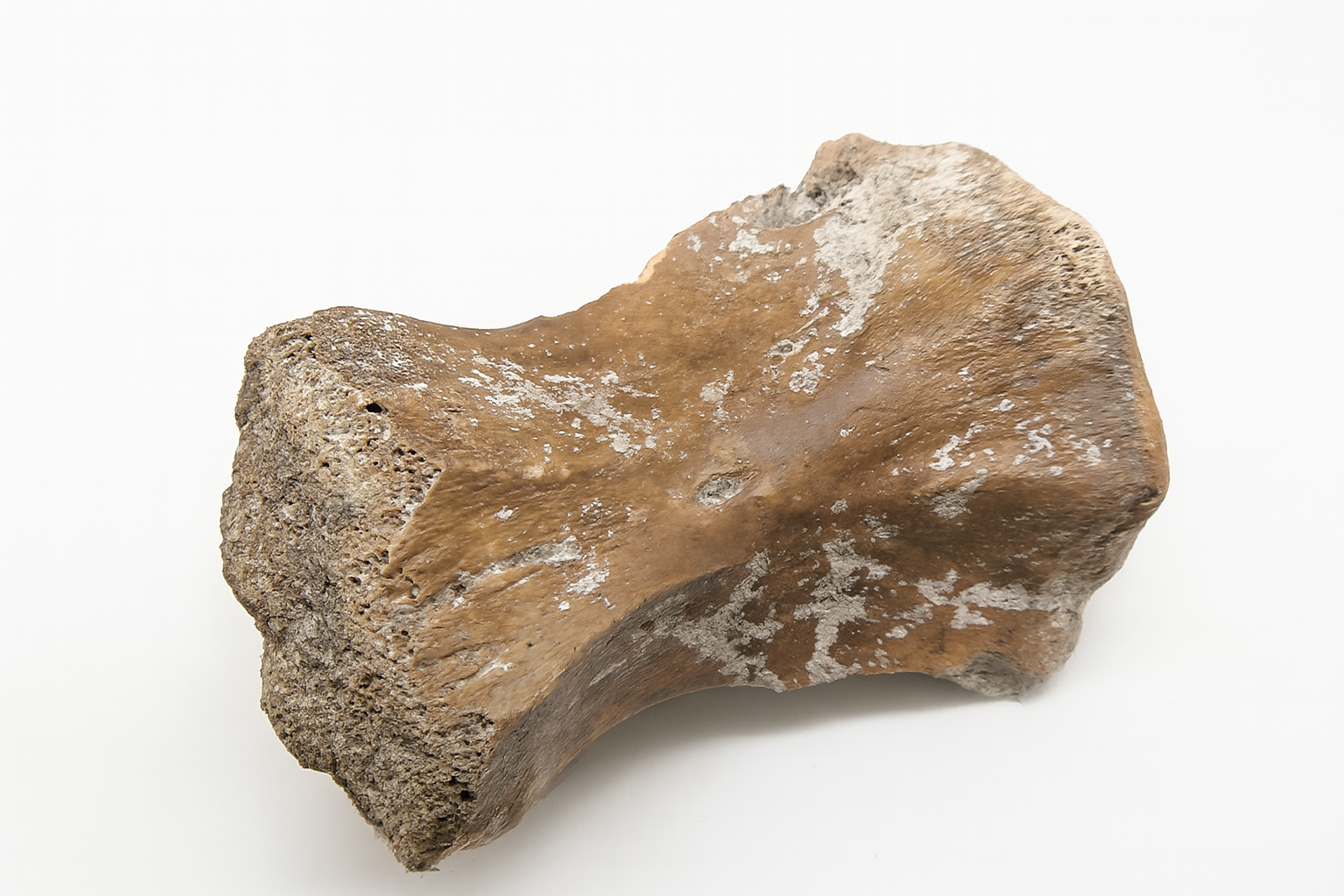 Kangaroo Bone.