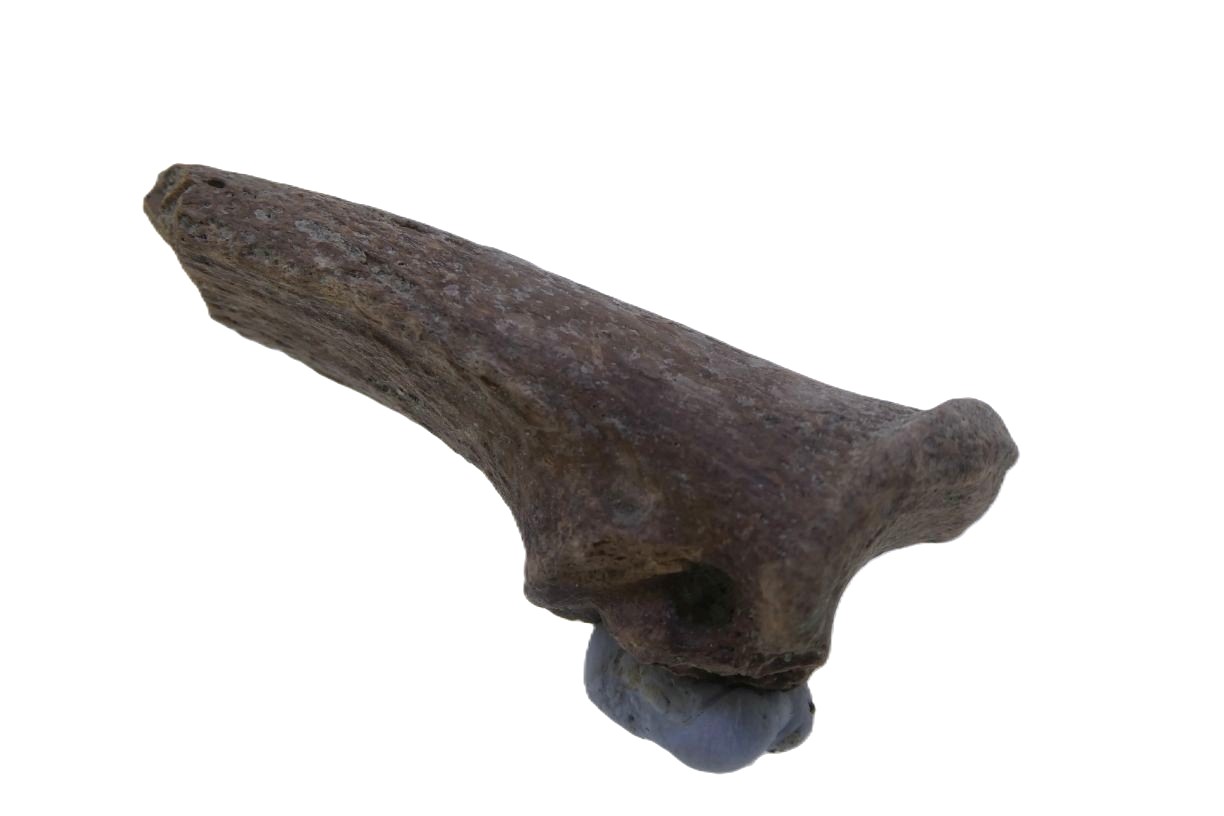 Kangaroo Claw.