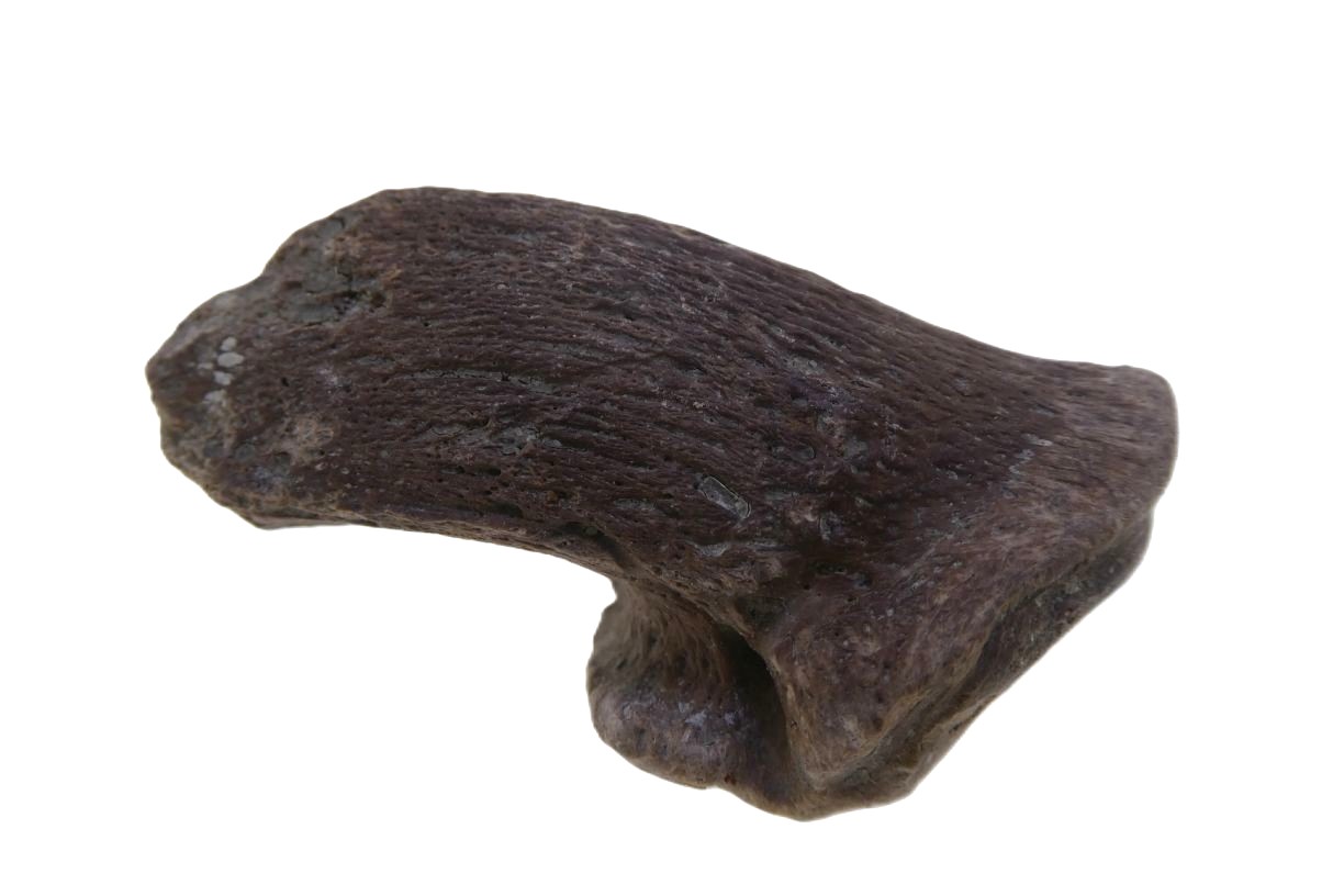Kangaroo Claw.