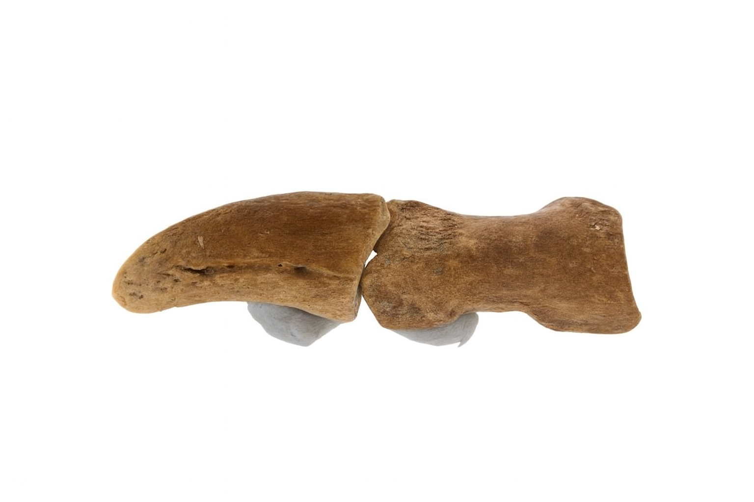 Kangaroo Toe bones.