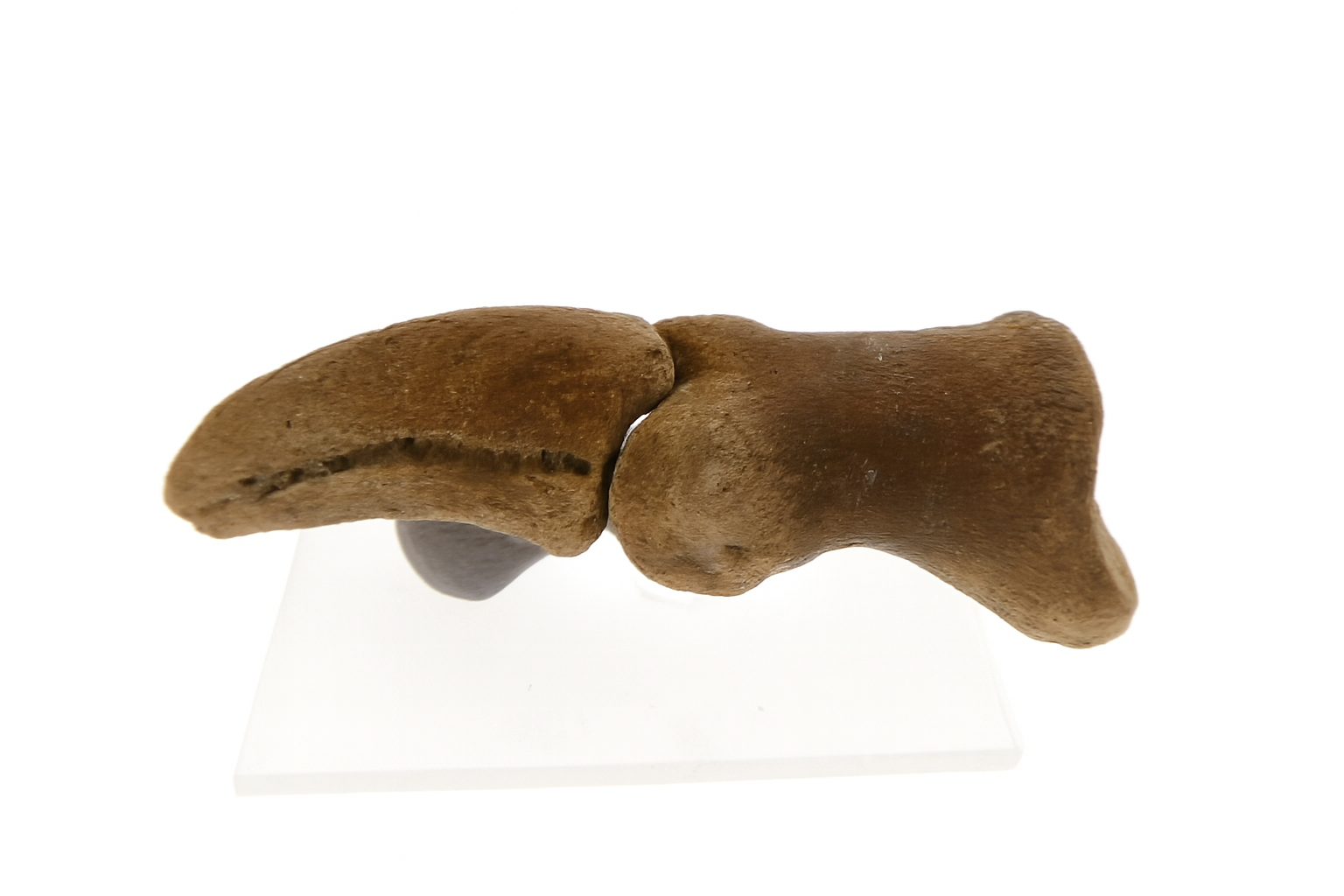 Kangaroo Toe bones.