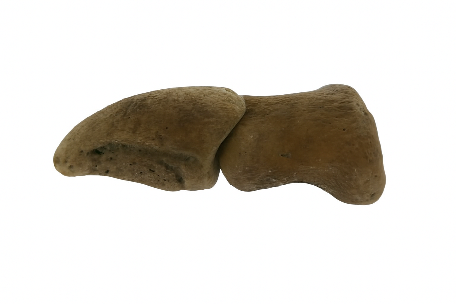 Kangaroo Toe bones.