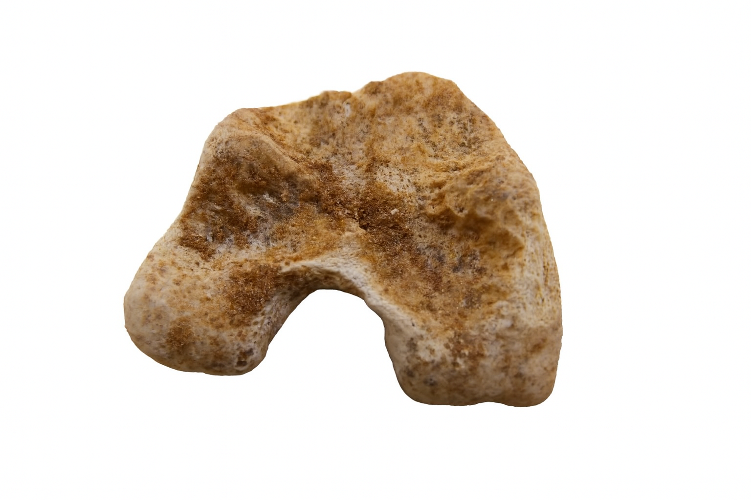 Kangaroo Bone.