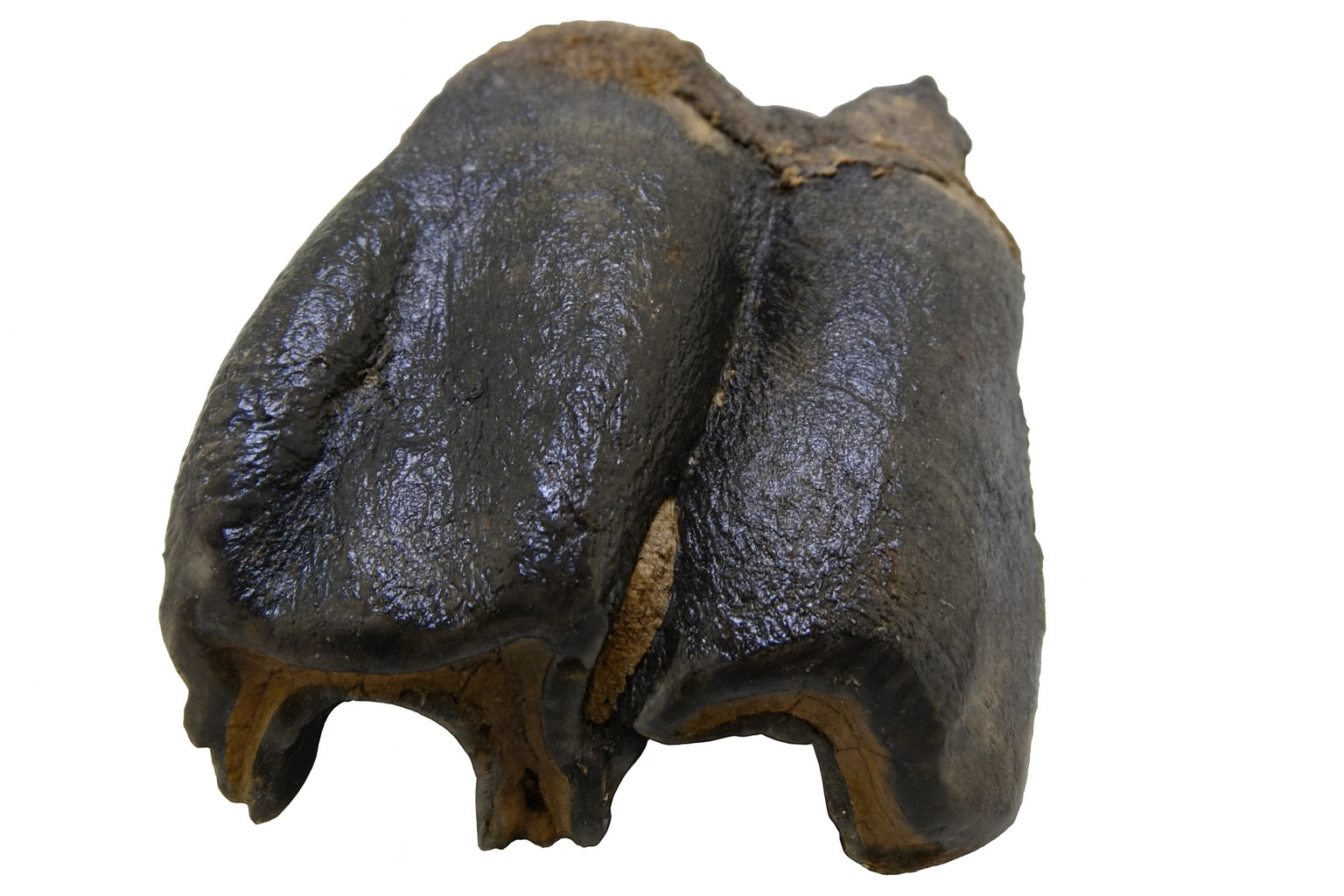 Woolly Rhino Tooth.
