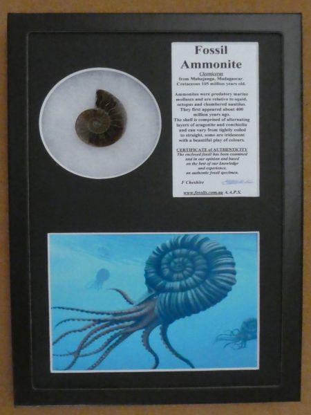 Boxed cleoniceras half.